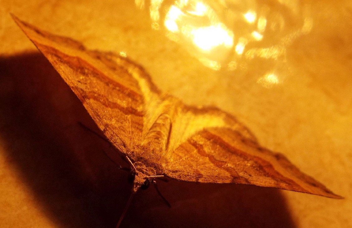 Falena da identificare - Scotopteryx chenopodiata